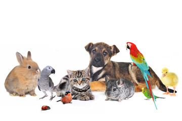 Animaux maltraités